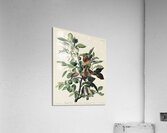 Ground Dove Acrylic Print