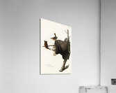 House Wren Acrylic Print