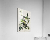 Palm Warbler Acrylic Print