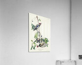 Yellow bellied Woodpecker Acrylic Print