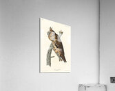Long-eared Owl Acrylic Print