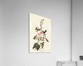 Columbian Humming Bird Acrylic Print