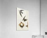 American Swift Acrylic Print