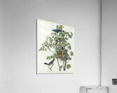 Blue Grosbeak Acrylic Print