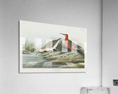 Pigmy curlew Acrylic Print