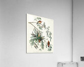 American Crossbill Acrylic Print