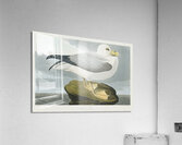 Fulmar Petrel Acrylic Print