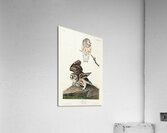 Little Owl Acrylic Print