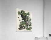 Night Hawk Impression acrylique