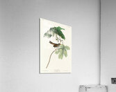 Swamp Sparrow Acrylic Print