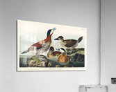 Ruddy Duck Acrylic Print