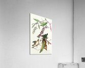 Worm eating Warbler Acrylic Print