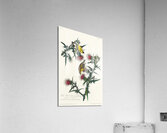 American Goldfinch Acrylic Print