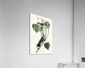 Tyrant Fly-catcher Acrylic Print