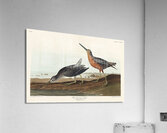 Red-breasted Snipe Acrylic Print