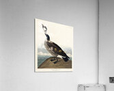 Hutchinss Barnacle Goose Acrylic Print