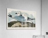 Kittiwake Gull Acrylic Print