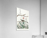 Savannah Finch Acrylic Print
