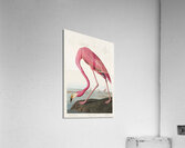 Pink flamingo Acrylic Print