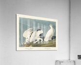 American Ptarmigan and White-tailed Grous Acrylic Print