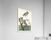 Yellow-Crowned Heron Acrylic Print