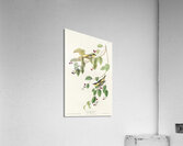 Carbonated Warbler Acrylic Print