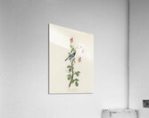 Black-throated Blue Warbler Acrylic Print