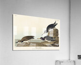 Purple Sandpiper Acrylic Print