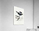 White-bellied Swallow Acrylic Print
