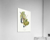 White-crowned Sparrow Acrylic Print