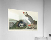 Puffin Acrylic Print