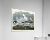 Common American Gull Acrylic Print