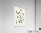 Yellow-crown Warbler Acrylic Print