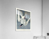 Great Tern Acrylic Print