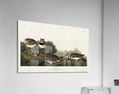 Shore Lark Acrylic Print