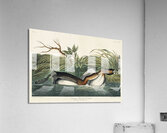 American Pied-billed Acrylic Print