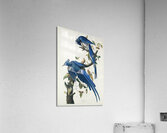 American Pied-billed Acrylic Print