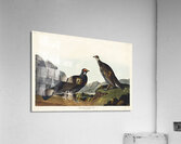 Long-tailed or Dusky Grous Acrylic Print