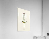 Selbys Flycatcher Acrylic Print