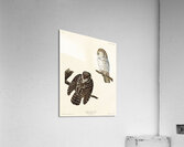 Tengmalms Owl Acrylic Print