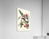 Piping Flycatcher Acrylic Print