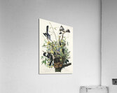 Mocking Bird Acrylic Print