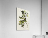 Small Green Crested Flycatcher Acrylic Print