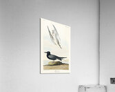Black Tern Acrylic Print