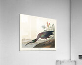 Glossy Ibis Acrylic Print