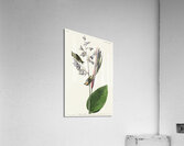 American Golden crested-Wren Acrylic Print