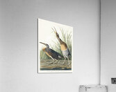 Salt Water Marsh Hen Acrylic Print