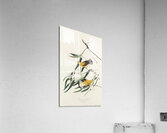 Prothonotary Warbler Acrylic Print