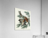 Little Screech Owl Acrylic Print