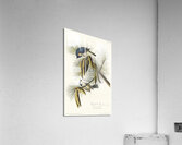 Crested Titmouse Acrylic Print